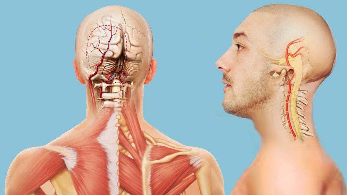 [Алихан Джиоев] «Шея. Нейроцентрический подход» (2_0.jpg